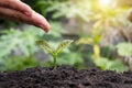 Farmers are watering small plants by hand Royalty Free Stock Photo