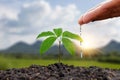 Farmer is watering small plants by hand in concept of World Environment Day. Royalty Free Stock Photo