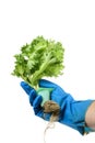 Farmers wearing blue gloves Hold green oak lettuce with roots. Isolated on white background Farmers operate a hydroponic vegetable Royalty Free Stock Photo