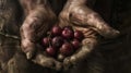 A farmers weathered hands holding a handful of cherries the contrasting textures of rough skin and smooth fruit creating Royalty Free Stock Photo