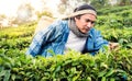 Farmers who are harvesting up the leaves from the tea tree in the morning Royalty Free Stock Photo