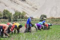 Farmers who plant rice in Peru