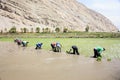 Farmers who plant rice in Peru