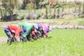 Farmers who plant rice in Peru