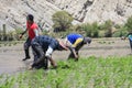 Farmers who plant rice in Peru