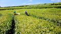 farmers woman picking little green tea leaves in a tea plantation at chiang mai north of thailand, selective focus blur foreground Royalty Free Stock Photo