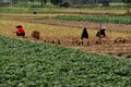 Pengzhou, China: Farmers Working in Field