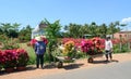 Farmers work on the flower field in Mekong Delta, Vietnam Royalty Free Stock Photo