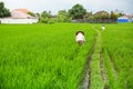 Farmers work in the green rice field. Agriculture. Royalty Free Stock Photo