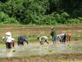 Farmers work at rice field