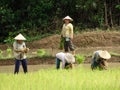 Farmers work at rice field