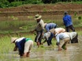 Farmers work at rice field