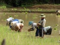 Farmers work at rice field