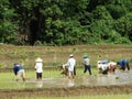 Farmers work at rice field