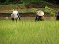 Farmers work at rice field Royalty Free Stock Photo