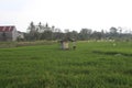 farmers work in the rice fields