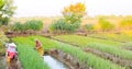 Farmers work at shallot field in Losari, Brebes, Central Java.