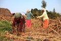 Farmers work in the sugarcane fields