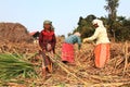 Farmers work in the sugarcane fields