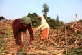 Farmers work in the sugarcane fields