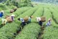Farmers work on tea field, Bao Loc, Lam Dong, Vietnam