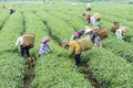 Farmers work on tea field, Bao Loc, Lam Dong, Vietnam