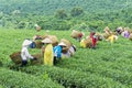 Farmers work on tea field, Bao Loc, Lam Dong, Vietnam