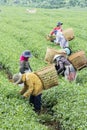 Farmers work on tea field, Bao Loc, Lam Dong, Vietnam Royalty Free Stock Photo