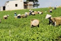 Farmers work on tea field, Bao Loc, Lam Dong, Vietnam Royalty Free Stock Photo