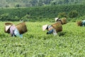 Farmers work on tea field, Bao Loc, Lam Dong, Vietnam