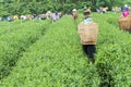 Farmers work on tea field, Bao Loc, Lam Dong, Vietnam Royalty Free Stock Photo