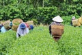 Farmers work on tea field, Bao Loc, Lam Dong, Vietnam Royalty Free Stock Photo