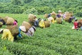 Farmers work on tea field, Bao Loc, Lam Dong, Vietnam Royalty Free Stock Photo