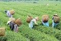 Farmers work on tea field, Bao Loc, Lam Dong, Vietnam