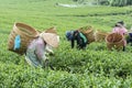 Farmers work on tea field, Bao Loc, Lam Dong, Vietnam Royalty Free Stock Photo