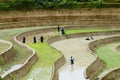 Farmers work in terraced rice field