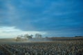 Farmers working at dusk to harvest maize Royalty Free Stock Photo