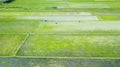 Farmers working on the green paddy field