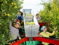 Farmers working on harvesting platform Royalty Free Stock Photo
