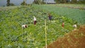 Farmers are working and harvesting vegetables in the vegetable plantation