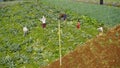 Farmers are working and harvesting vegetables in the vegetable plantation