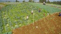 Farmers are working and harvesting vegetables in the vegetable plantation