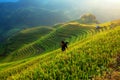 Farmers are working on his farm on rice field terrace mountain l