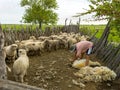 Farmers working with lambs and the shearing of sheep for their wool Royalty Free Stock Photo