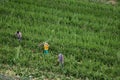 Farmers working in a maize cultivation.