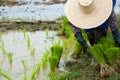 Farmers working planting rice