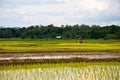 Farmers working planting rice