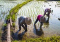 Farmers working planting rice in the paddy field