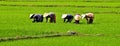 Farmers working on the rice field in Binh Dinh, Vietnam