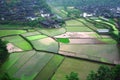 Farmers are working on rice field, China Royalty Free Stock Photo